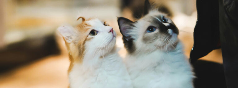 breeds that live the longest cat become friends