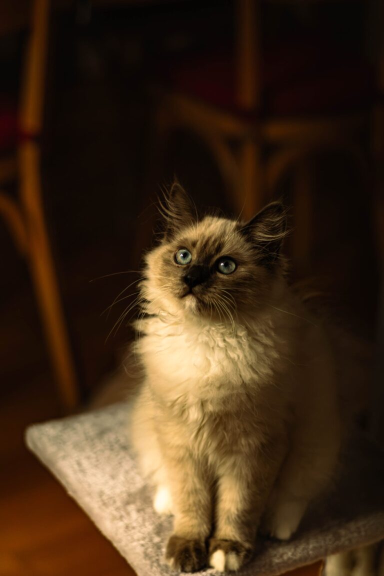 Chatons dans leur nouvelle famille