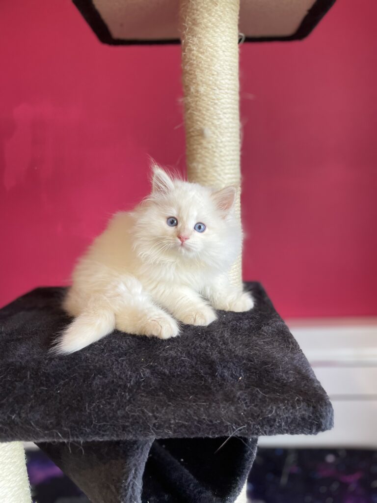 Nos Chatons (1)